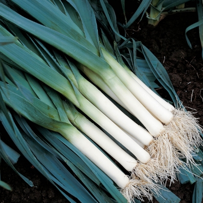 Picture of Organic Leek Atlanta